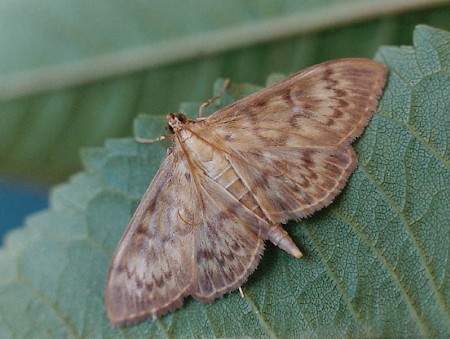 Mother of Pearl Pleuroptya ruralis