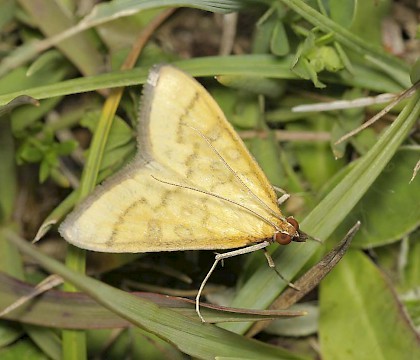 Adult &bull; Oxfordshire &bull; &copy; Tristan Bantock