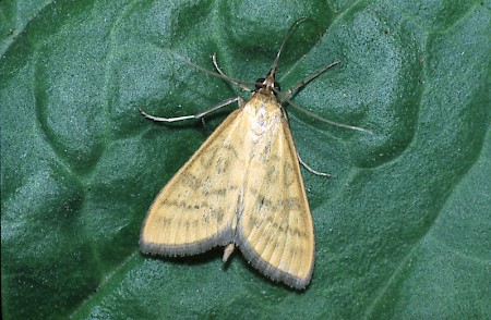 Mecyna flavalis