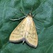 Adult • Porton Down, Wiltshire • © David Green/Butterfly Conservation