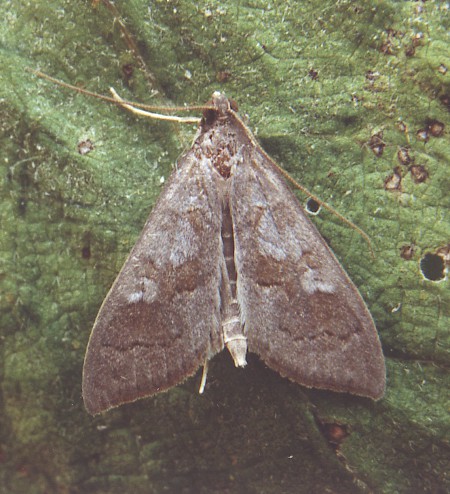 Mecyna asinalis