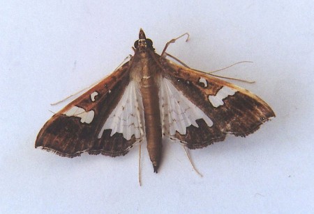 Mung Moth Maruca vitrata