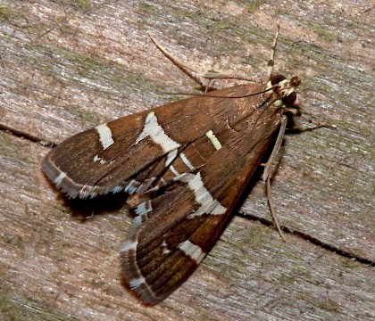 Adult &bull; New Hutton, Cumbria &bull; &copy; Rob Petley-Jones