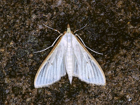 Palpita vitrealis