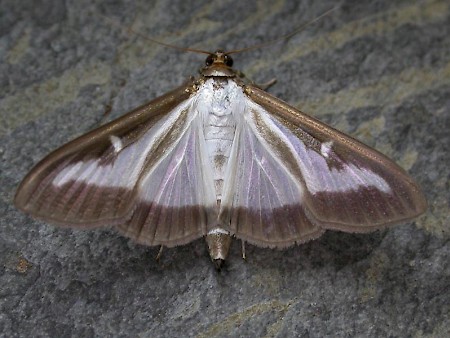 Box-tree Moth Cydalima perspectalis