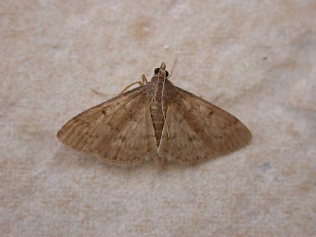 Grass Webworm Herpetogramma licarsisalis