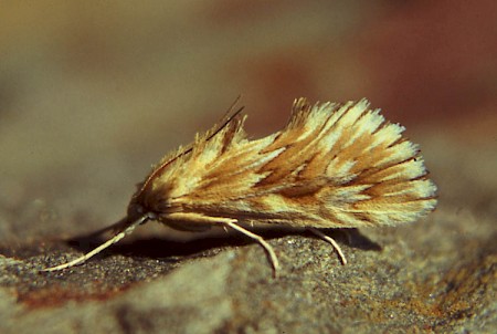 Cynaeda dentalis