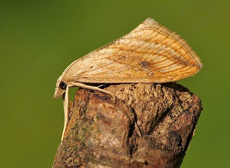 Garden Pebble Evergestis forficalis