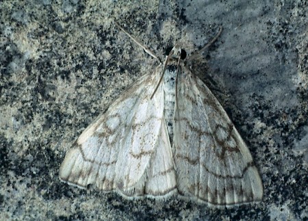 Evergestis pallidata