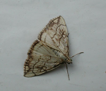 Evergestis pallidata