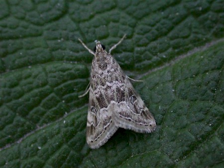 Old World Webworm Hellula undalis