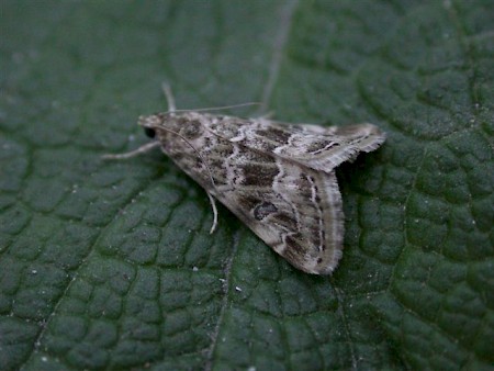 Old World Webworm Hellula undalis