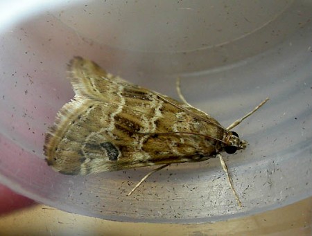 Old World Webworm Hellula undalis