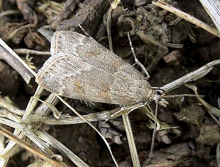 Scoparia subfusca