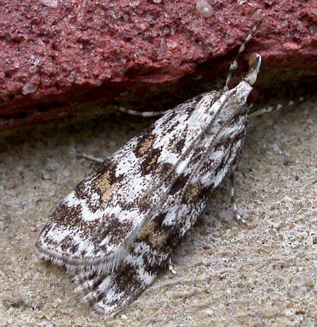 Scoparia pyralella