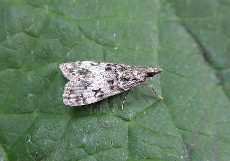 Eudonia lacustrata