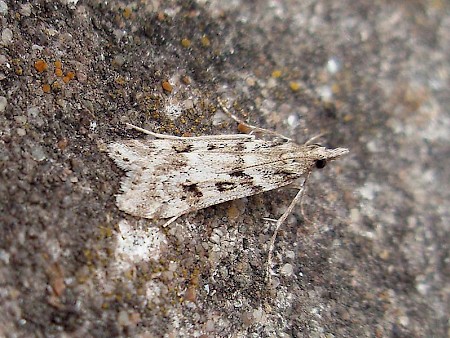 Eudonia angustea