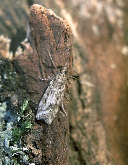 Eudonia angustea