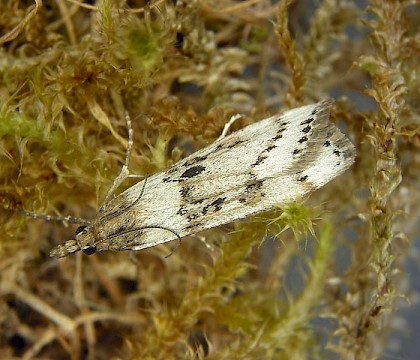 Adult &bull; Shetland &bull; &copy; Bob Heckford