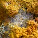 Larval silk on Xanthoria parietina • Chypraze Cliff, West Cornwall • © Bob Heckford