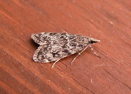 Eudonia truncicolella