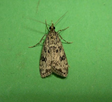 Eudonia truncicolella