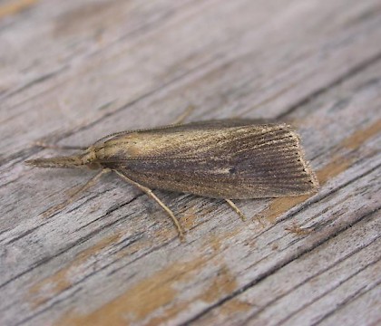 Adult &bull; Berrow, Somerset &bull; &copy; David Slade