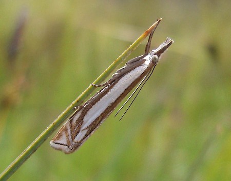 Crambus pascuella