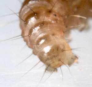 Crambus pascuella