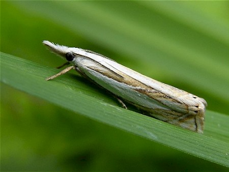 Crambus uliginosellus