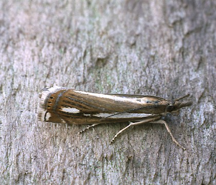 Adult &bull; Great Asby Scar NNR, Cumbria &bull; &copy; Rob Petley-Jones