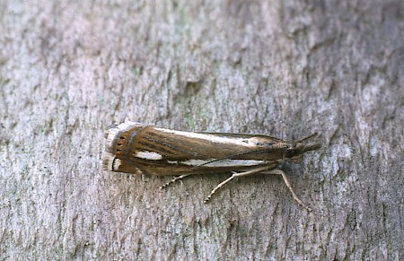 Crambus ericella