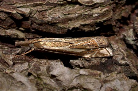 Crambus pratella