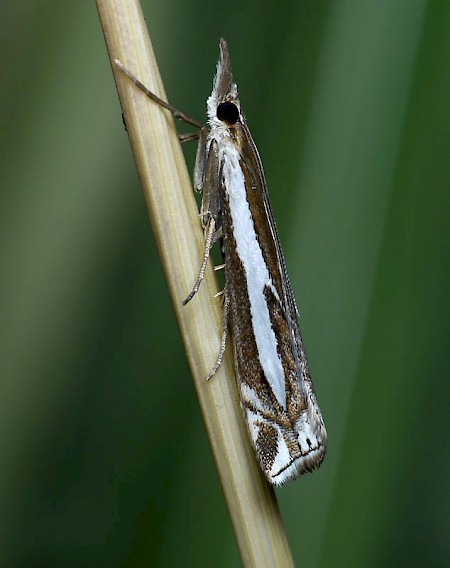 Crambus hamella