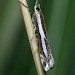 Adult • Devil's Spittleful, Worcs. • © Oliver Wadsworth