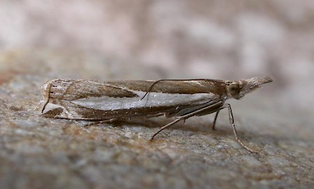 Crambus hamella