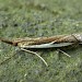 Adult • Hartlebury Common, Worcestershire • © Patrick Clement