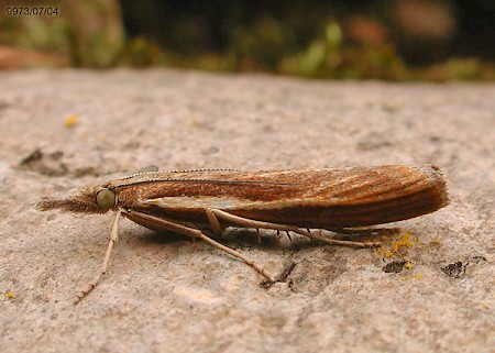 Agriphila tristella