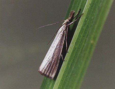 Agriphila straminella