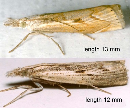 Agriphila geniculea