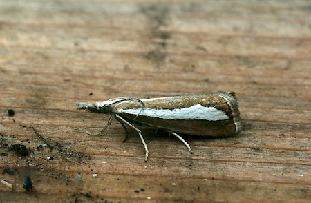 Catoptria margaritella