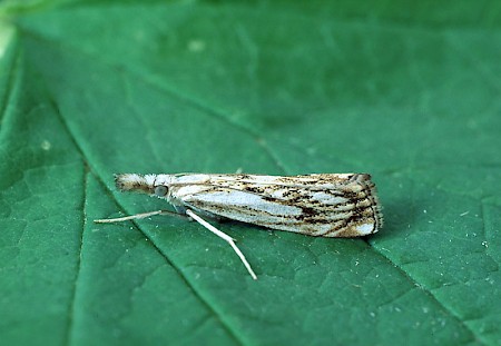 Catoptria falsella