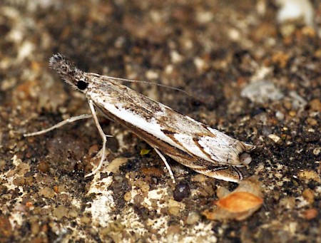 Platytes alpinella