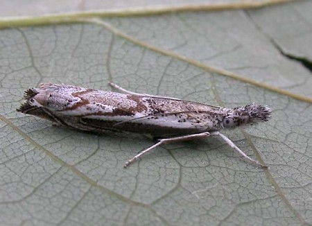 Platytes alpinella