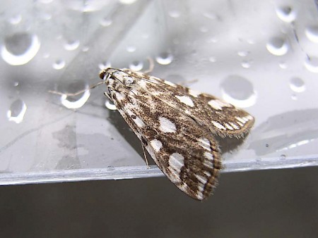 Brown China-mark Elophila nymphaeata