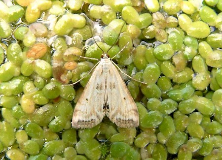 Small China-mark Cataclysta lemnata