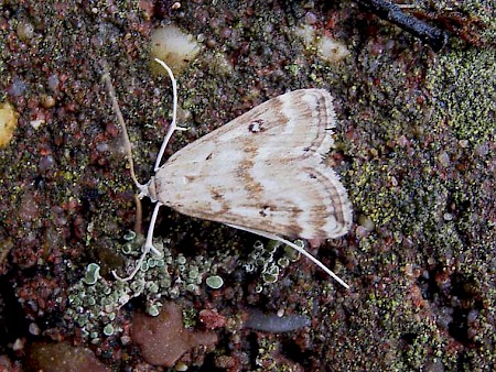 Ringed China-mark Parapoynx stratiotata