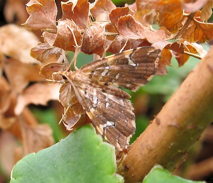 Adult &bull; Dorset &bull; &copy; M. Parsons/Butterfly Conservation