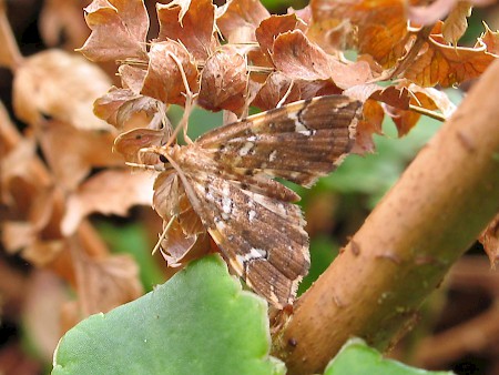 Musotima nitidalis