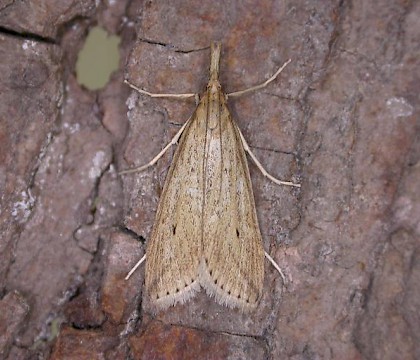 Adult &bull; Berrow, Somerset &bull; &copy; David Slade